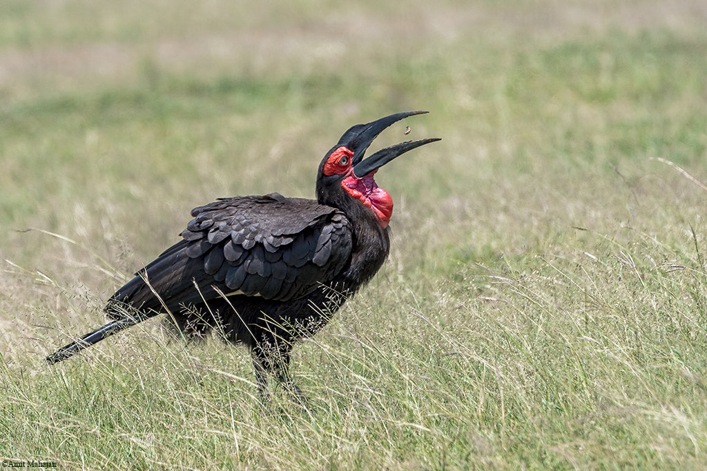 Sony 70-400mm F4-5.6 G SSM II sample photo. Toss ka boss photography