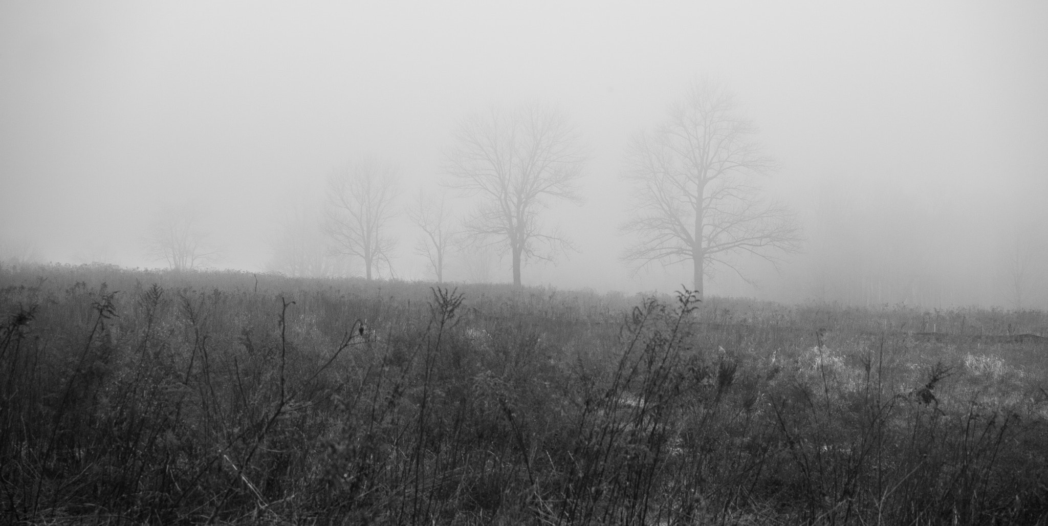 Canon EOS 5D Mark II sample photo. Trees in the fog photography