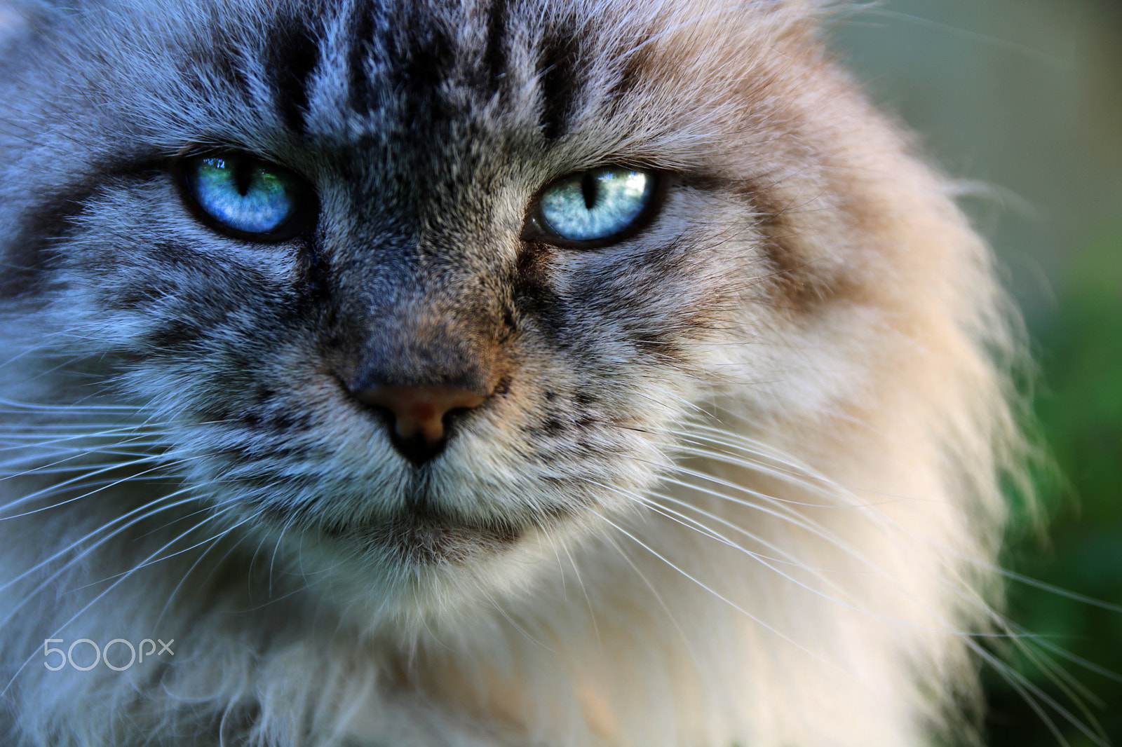 Sigma 17-70mm F2.8-4 DC Macro OS HSM sample photo. Superb cat photography