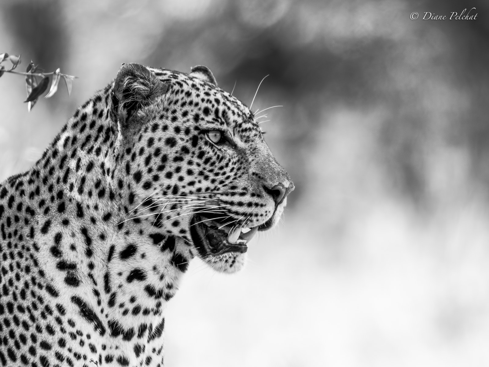 Canon EF 300mm F2.8L IS II USM sample photo. Black and white leopard photography