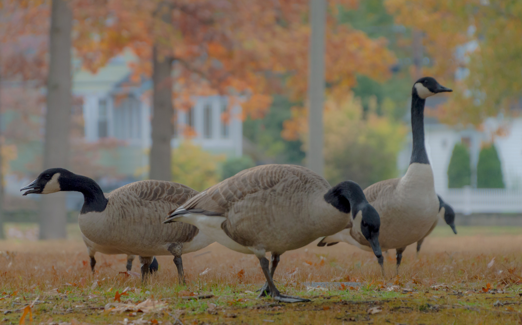 Nikon D3200 sample photo. Dedham geese.jpg photography
