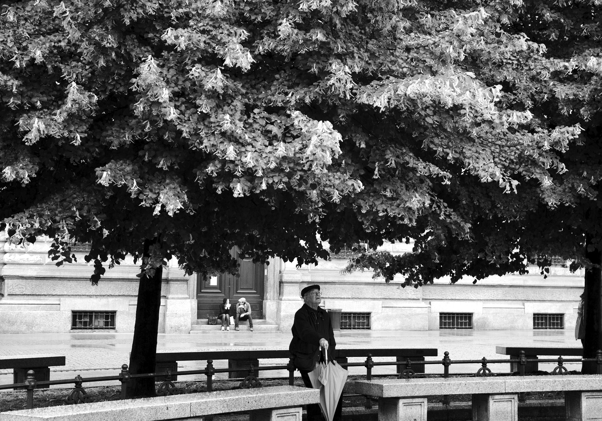 Canon EF 16-35mm F4L IS USM sample photo. Old man under tree photography