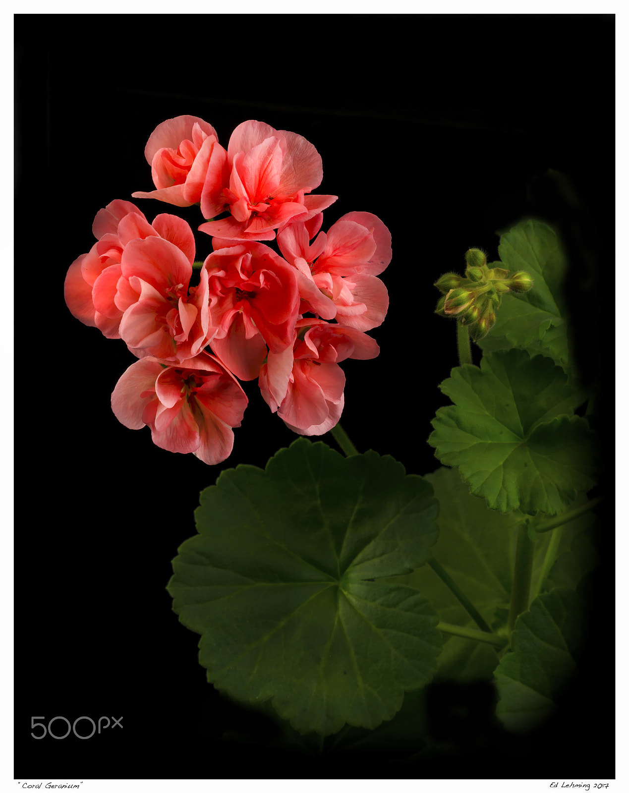 Nikon D800 sample photo. Coral geranium photography