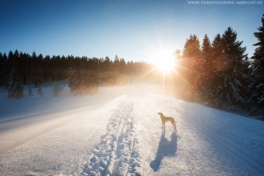 Canon EOS-1D Mark III sample photo. Winterwonderland ii photography
