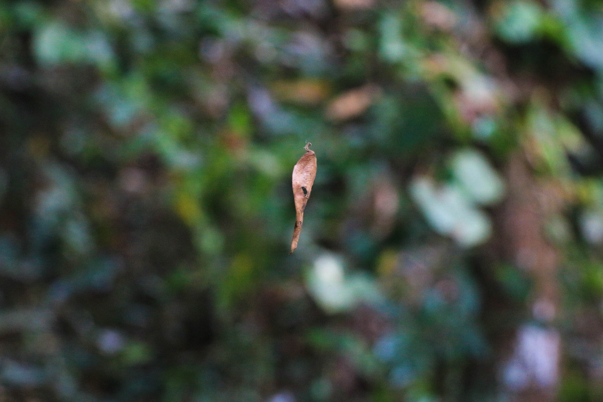 Canon EOS 100D (EOS Rebel SL1 / EOS Kiss X7) sample photo. A falling leaf photography