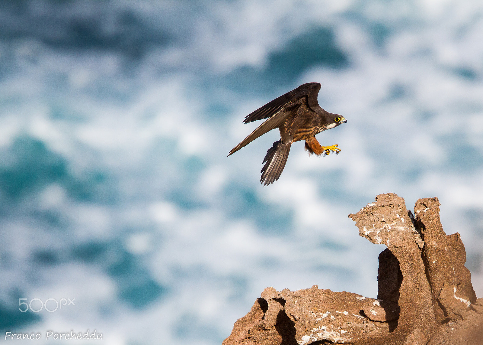 Canon EF 300mm F2.8L IS USM sample photo. Falco della regina photography