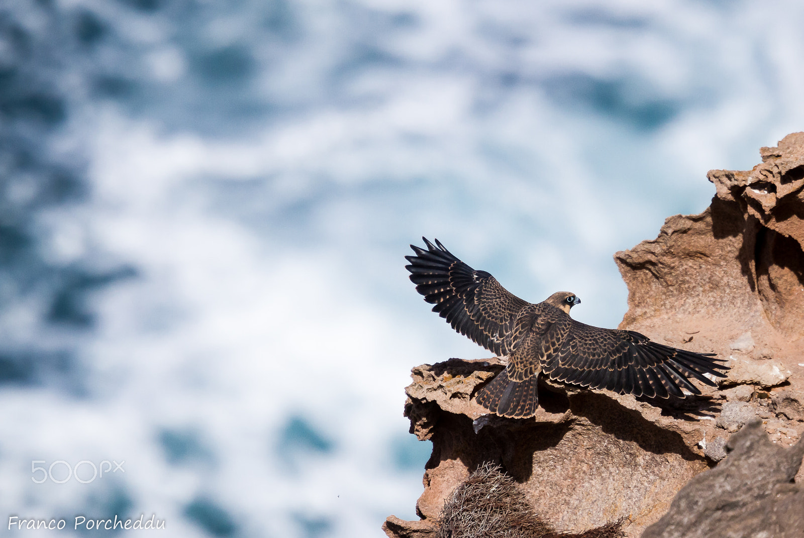 Canon EF 300mm F2.8L IS USM sample photo. Falco della regina photography