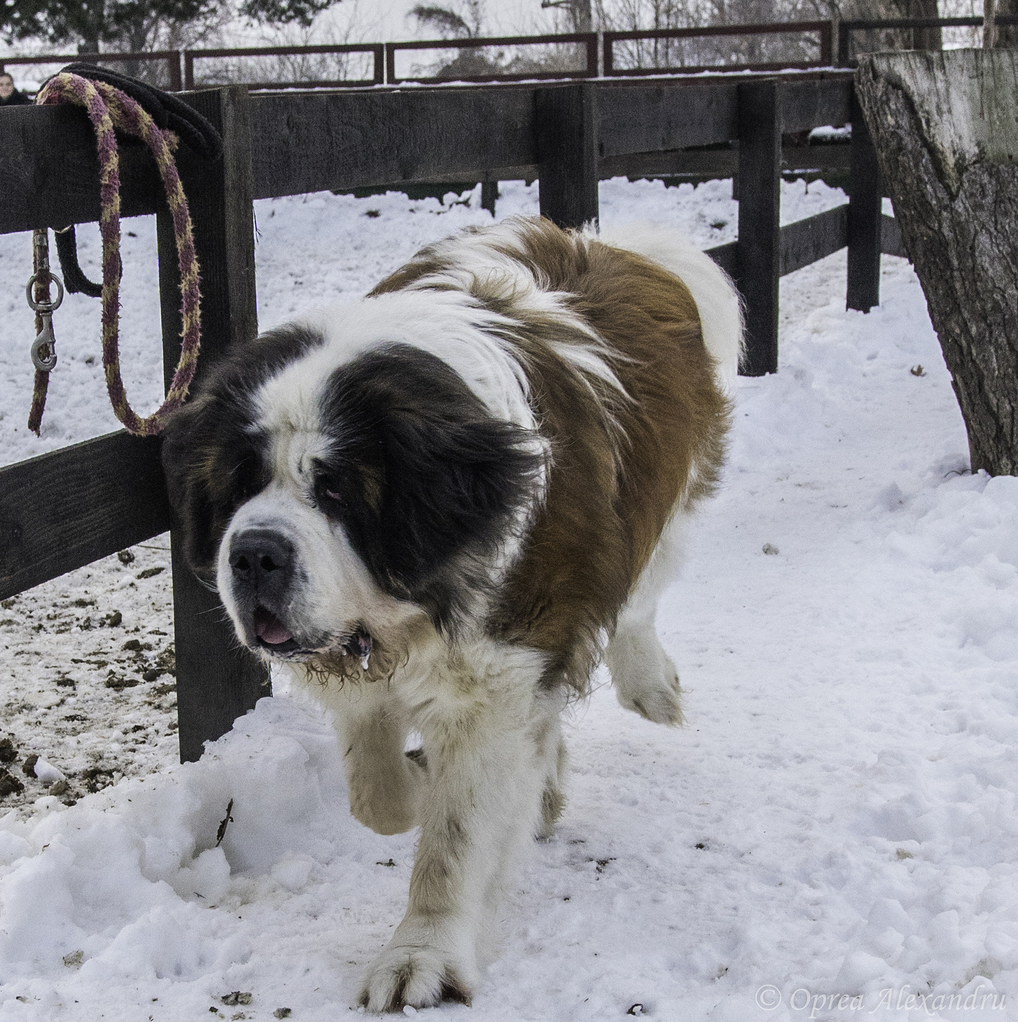 Sony ILCA-77M2 sample photo. "little" dog photography