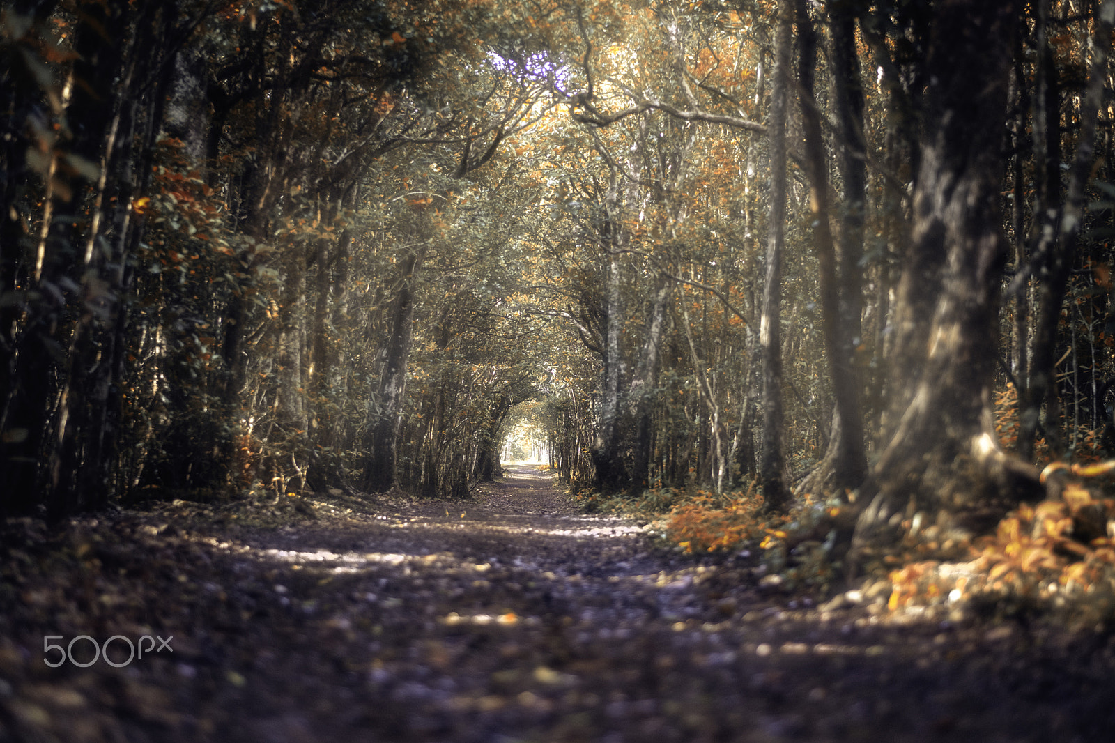 Fujifilm X-T2 sample photo. Forest photography