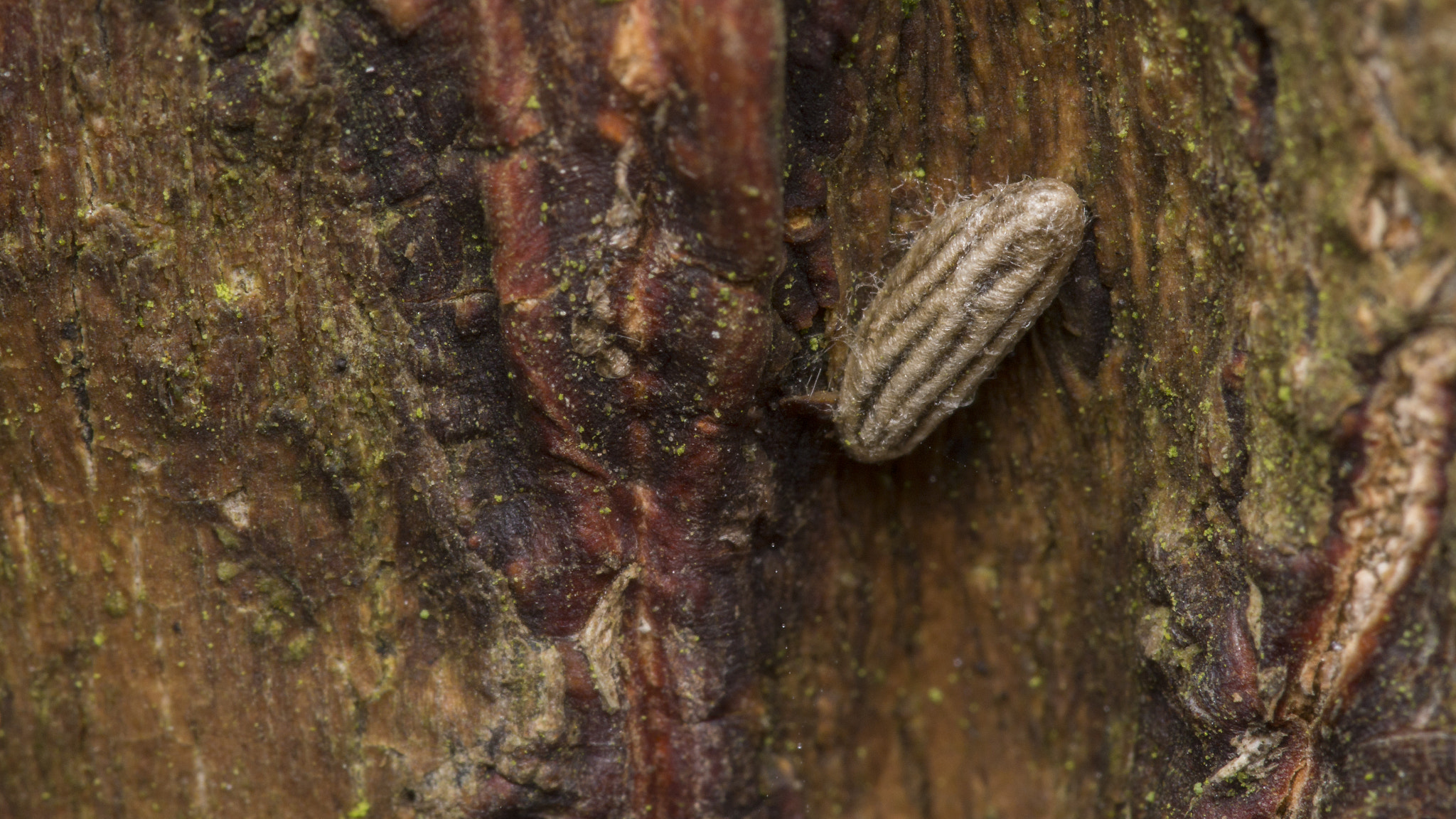 Sony SLT-A65 (SLT-A65V) + 105mm F2.8 sample photo. Little egg? i really don´t know! photography