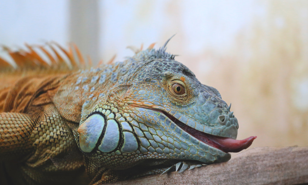 Iguana tasting the air by Ceri Jones on 500px.com