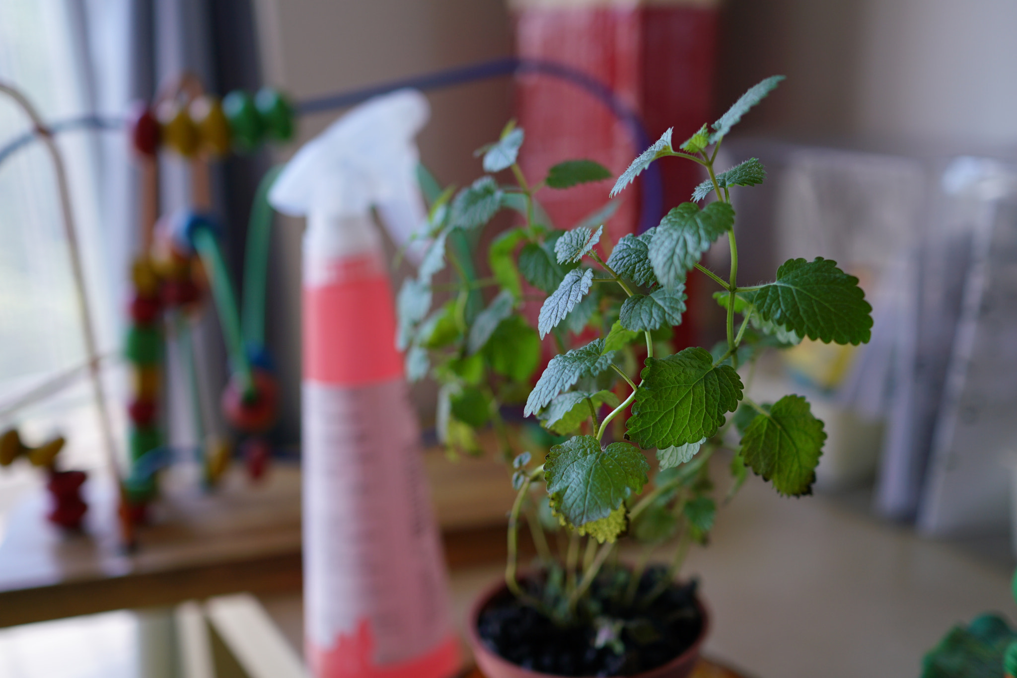 Sony a7R II + Sony Sonnar T* E 24mm F1.8 ZA sample photo. 32242142351.jpg photography