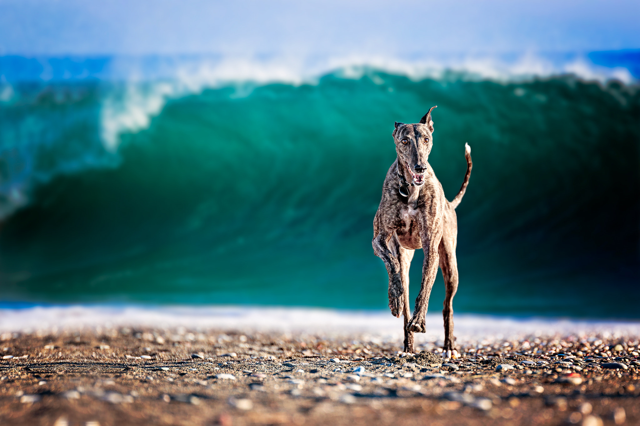 Canon EF 200mm F2.8L II USM sample photo. The great wave photography