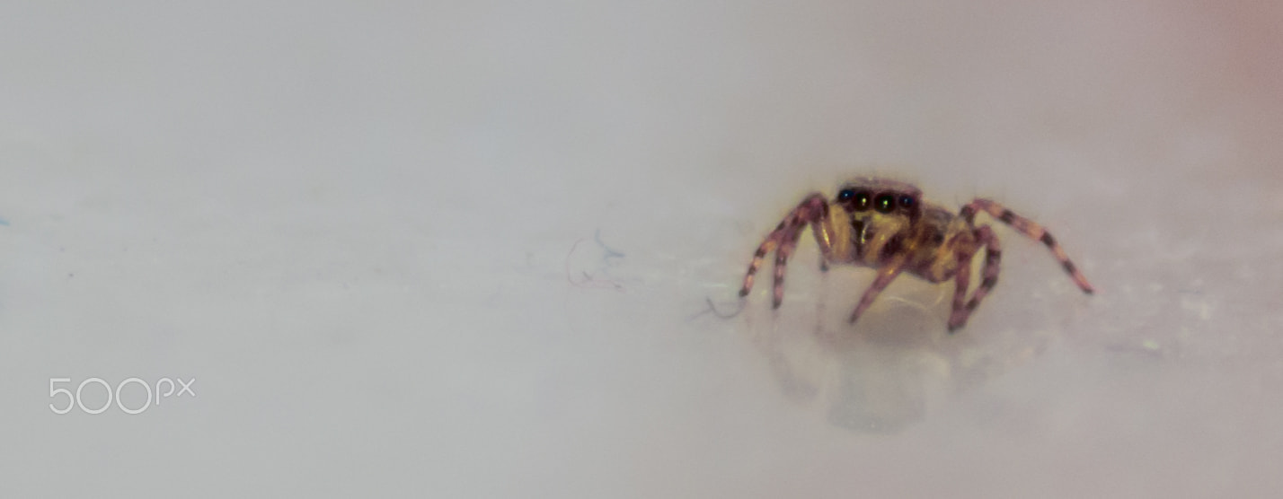 Nikon D60 sample photo. Spider photography
