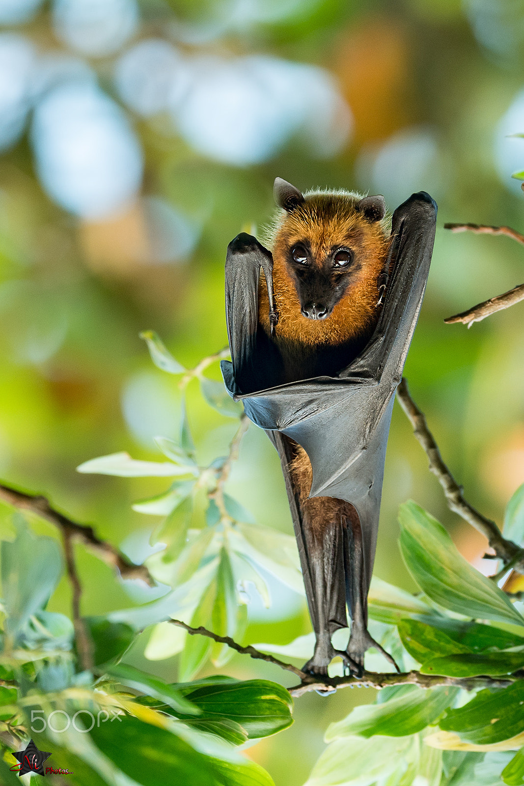 Nikon AF-S Nikkor 600mm F4E FL ED VR sample photo. Indian flying fox photography