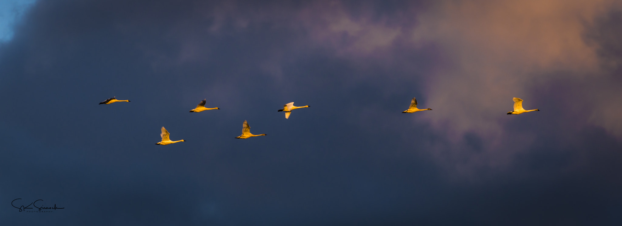 Nikon D800 sample photo. Tundra swans photography