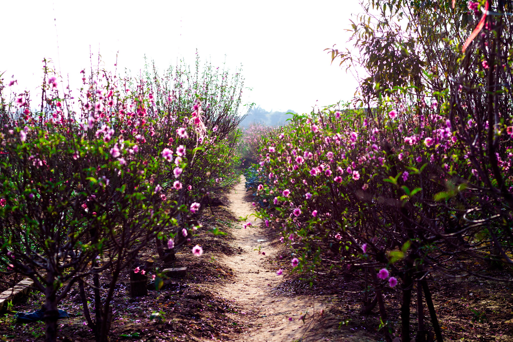 Canon EOS 50D + Canon EF 50mm F1.8 STM sample photo. Sakura flower in việt nam photography