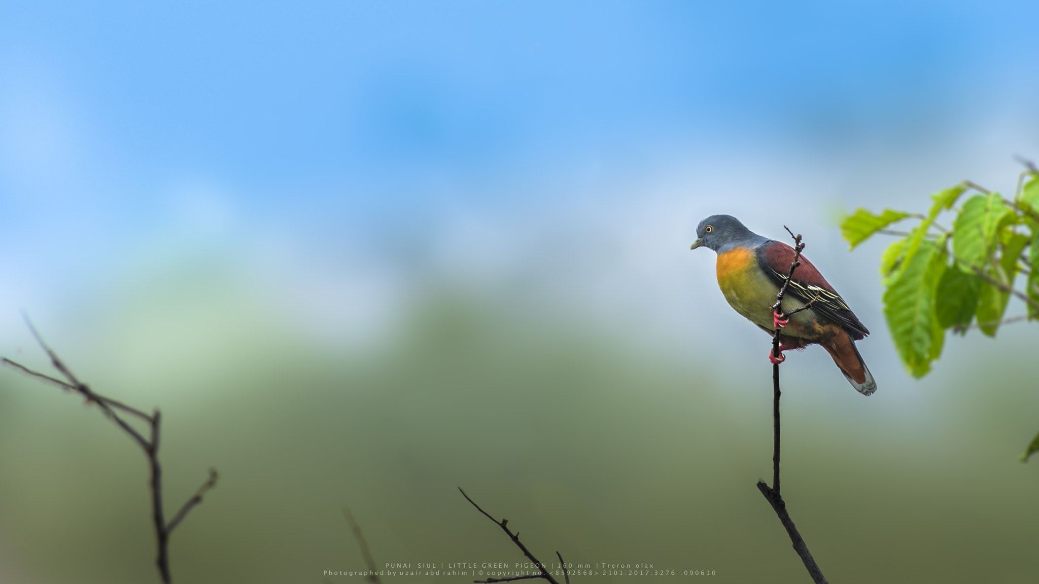 Nikon D810 + Nikon AF-S Nikkor 300mm F2.8G ED VR II sample photo. Male little green pigeon photography