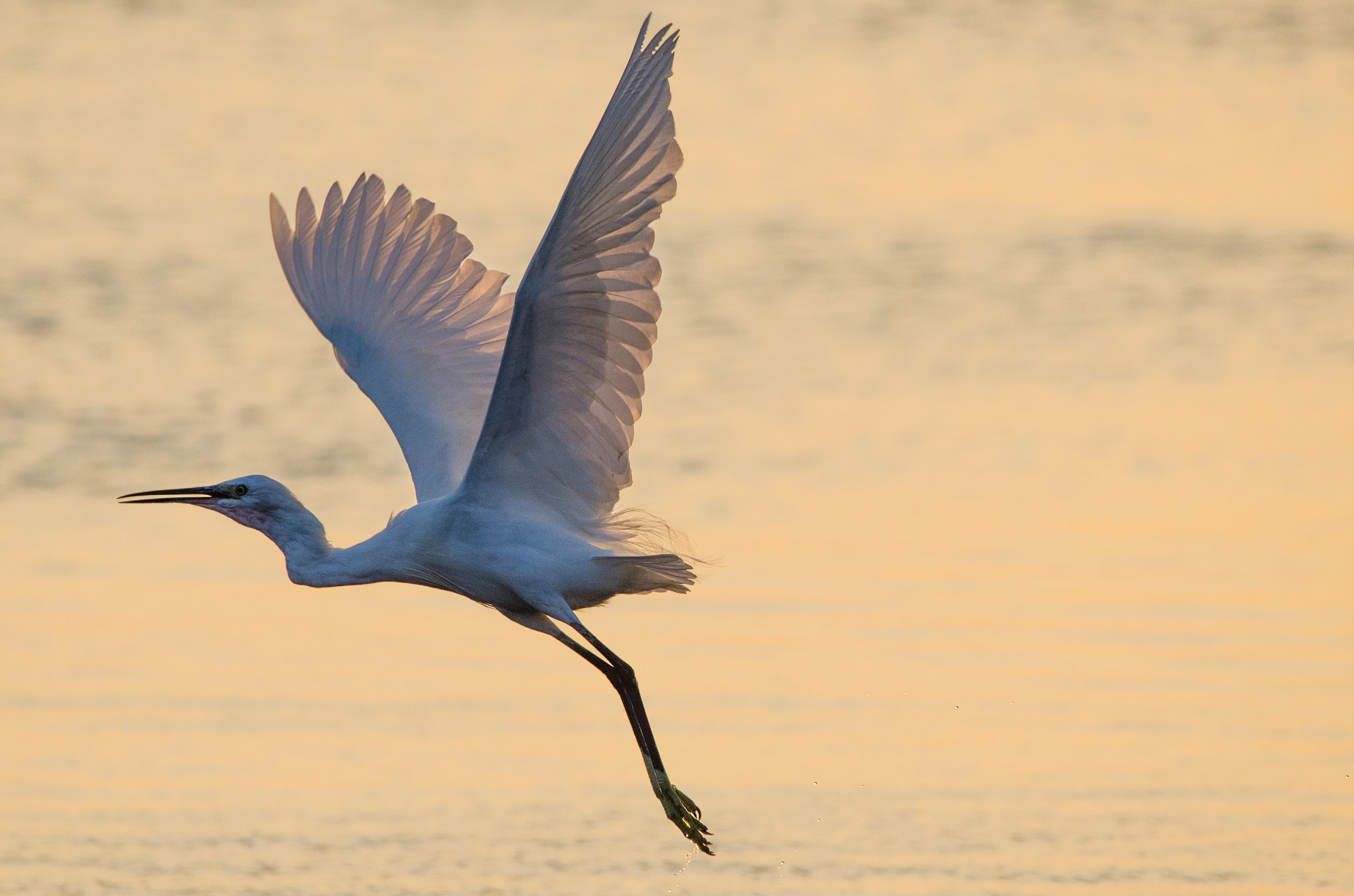 Sigma 150-600mm F5-6.3 DG OS HSM | C sample photo. Dsc photography