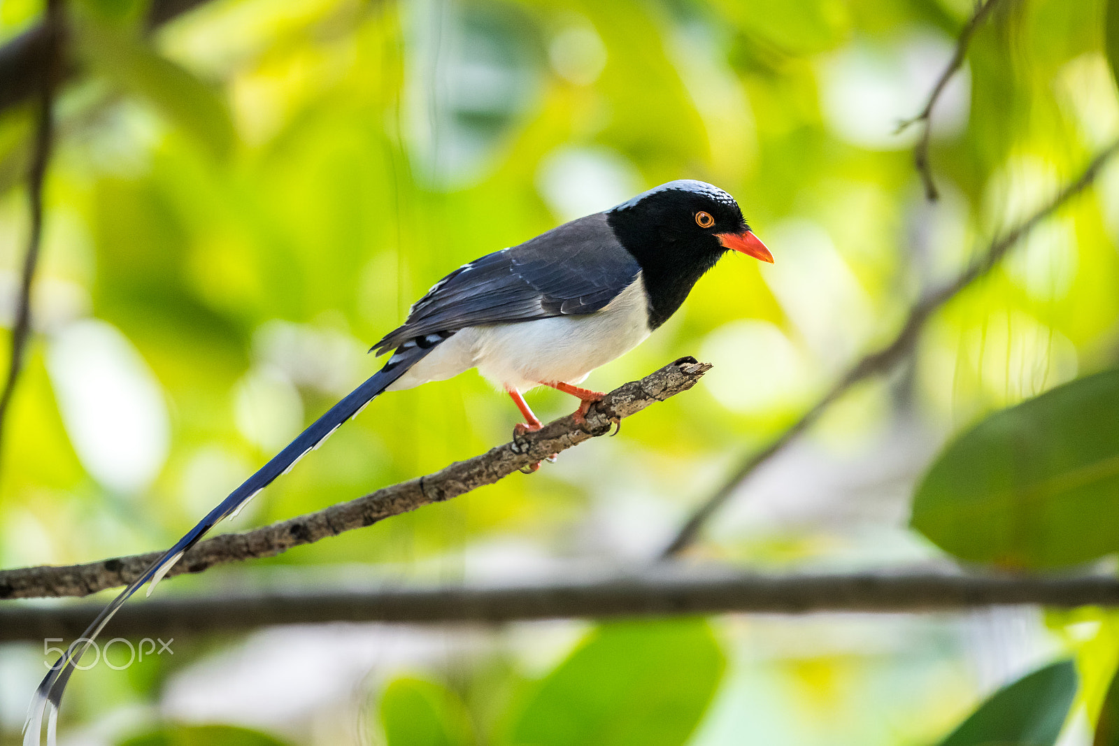 Canon EOS-1D X Mark II + Canon EF 500mm F4L IS II USM sample photo. Portrait of bird - blue magpie photography