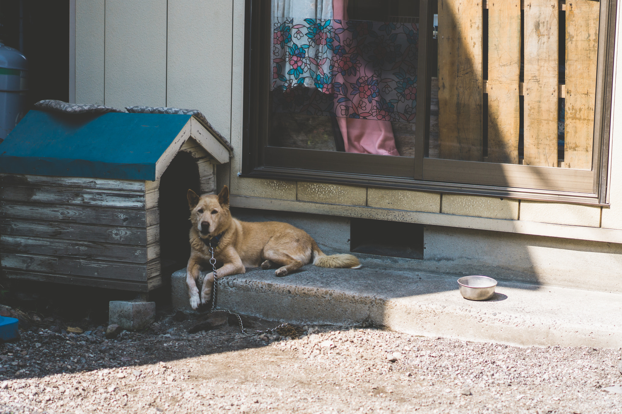 Sony a6000 + Sony Sonnar T* FE 55mm F1.8 ZA sample photo. A lone dog photography