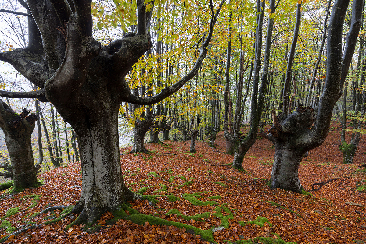 Nikon AF-S Nikkor 18-35mm F3.5-4.5G ED sample photo. En los hayedeos photography