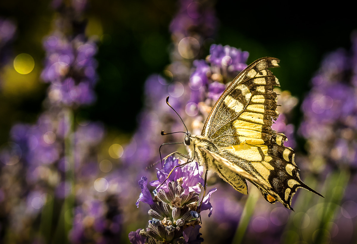 Sigma 17-50mm F2.8 EX DC OS HSM sample photo. Butterfly photography