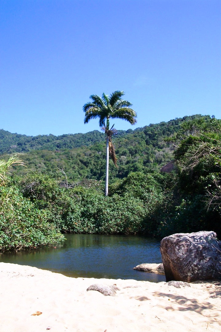 Kodak DX4330 DIGITAL CAMERA sample photo. Mangrove ilha grande rio de janeiro photography