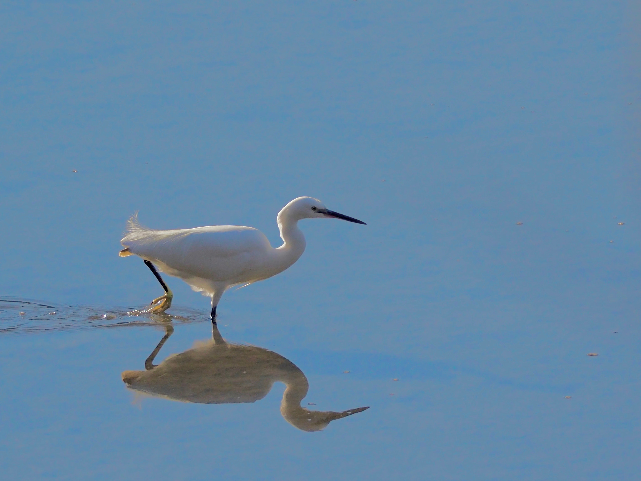 Olympus OM-D E-M10 II sample photo. Aigrette photography