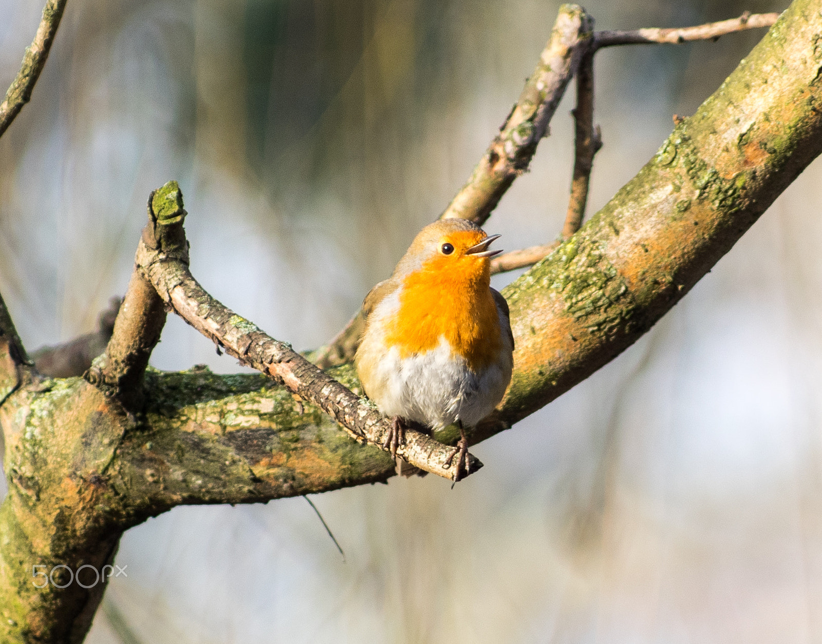 Pentax smc DA* 60-250mm F4.0 ED (IF) SDM sample photo. Oiseau photography