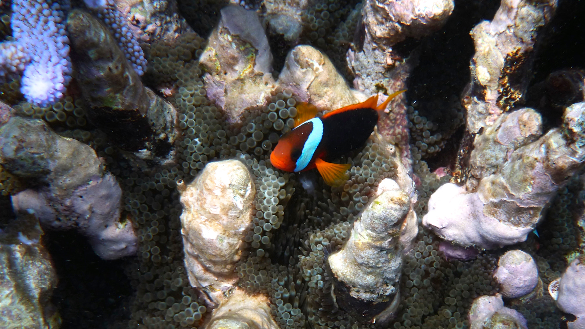 Panasonic DMC-FT4 sample photo. Clown fish, great barrier reef photography