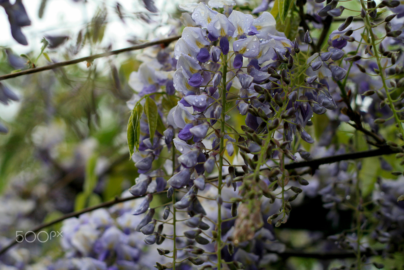 Canon EOS 400D (EOS Digital Rebel XTi / EOS Kiss Digital X) + Canon EF 50mm F1.8 II sample photo. Purple flowers photography