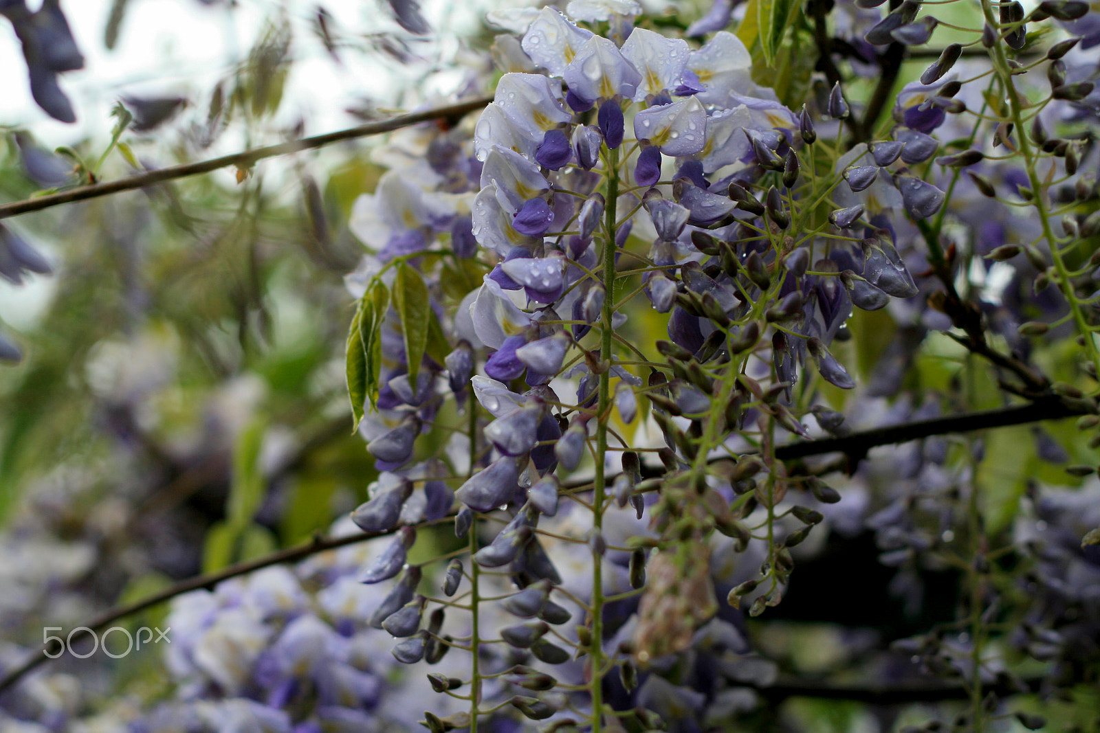 Canon EOS 400D (EOS Digital Rebel XTi / EOS Kiss Digital X) sample photo. Purple flowers photography