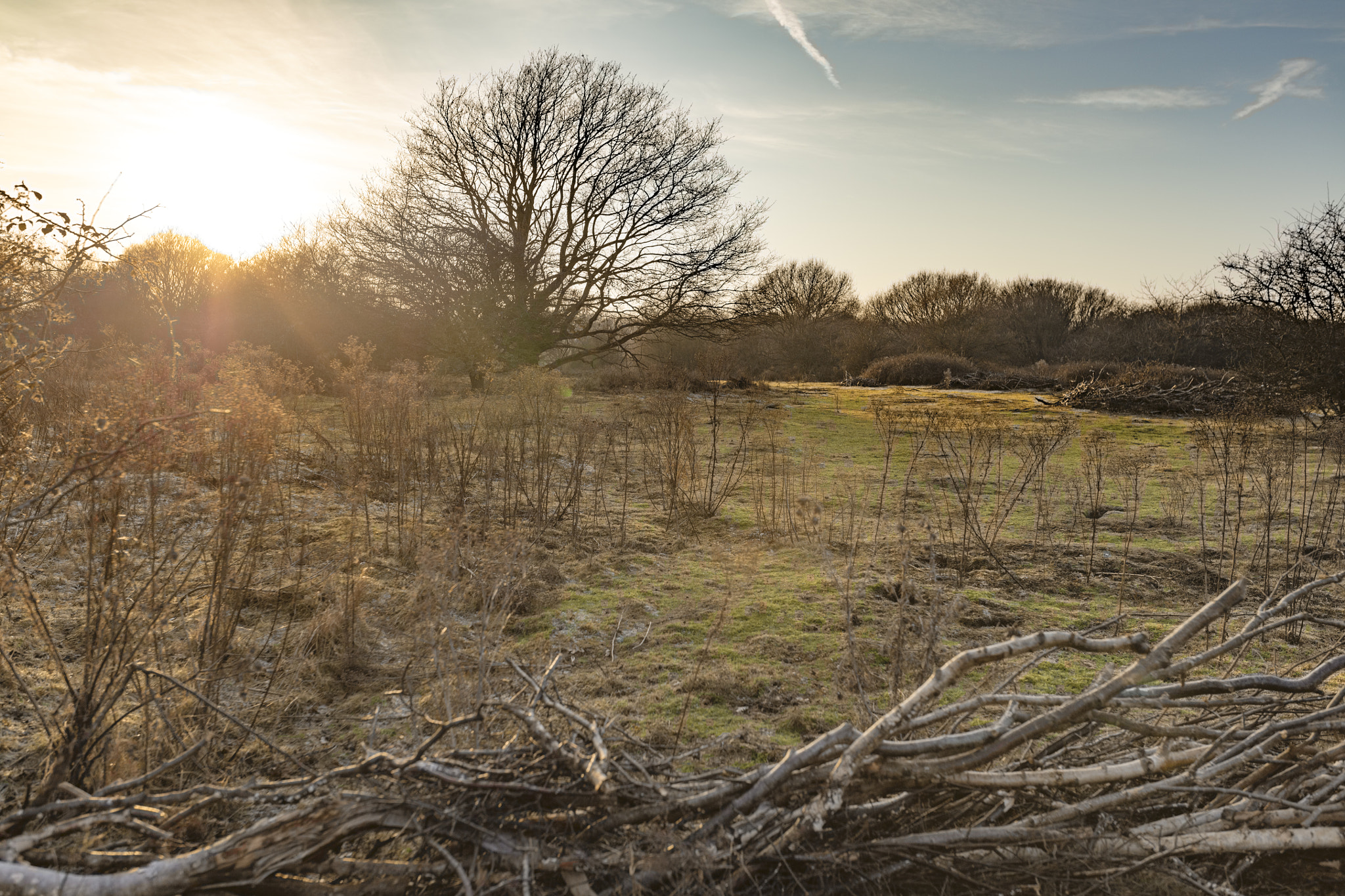 Sigma 35mm F1.4 DG HSM Art sample photo. Minsmere photography