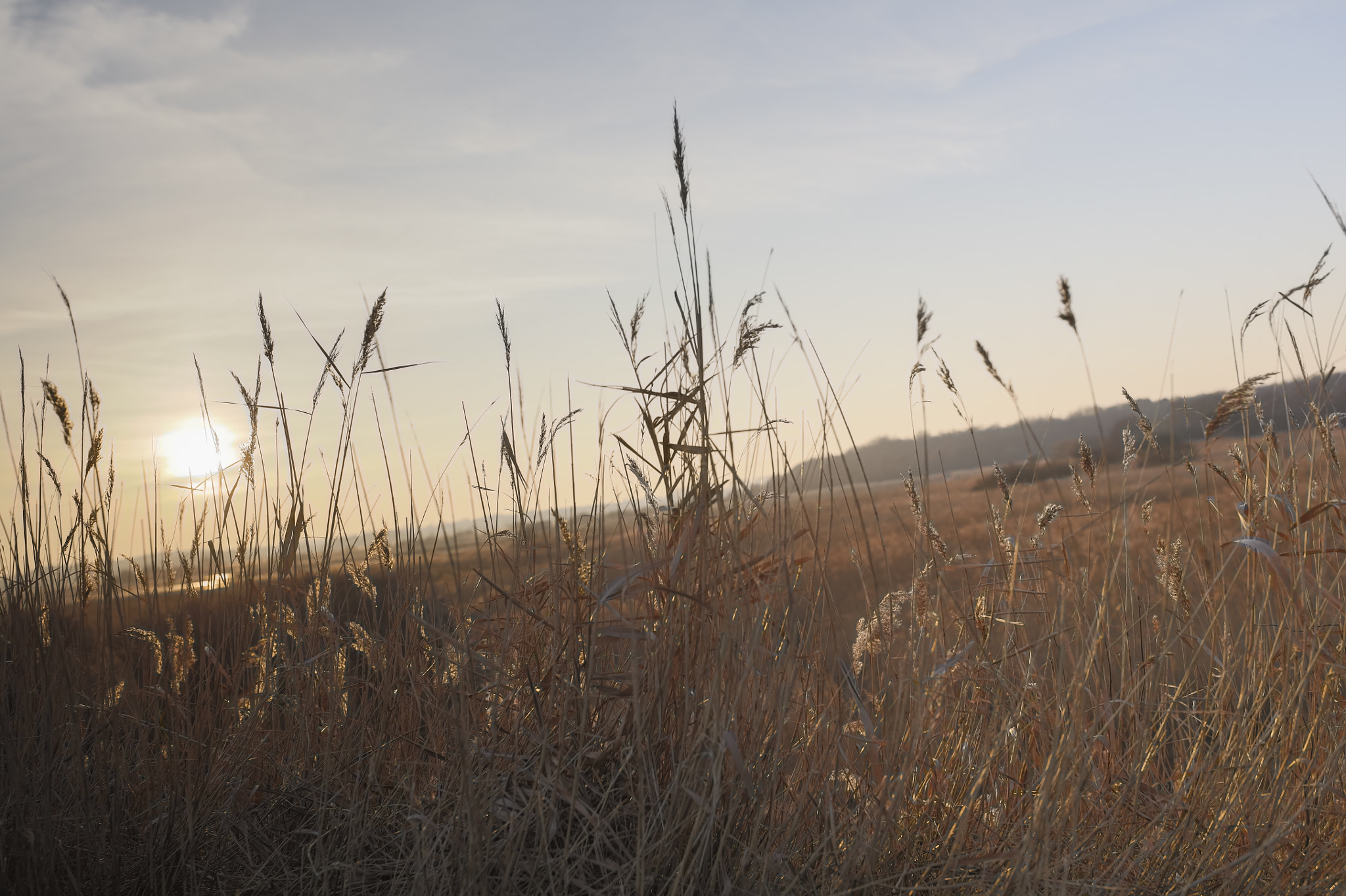 Sigma 35mm F1.4 DG HSM Art sample photo. Minsmere photography