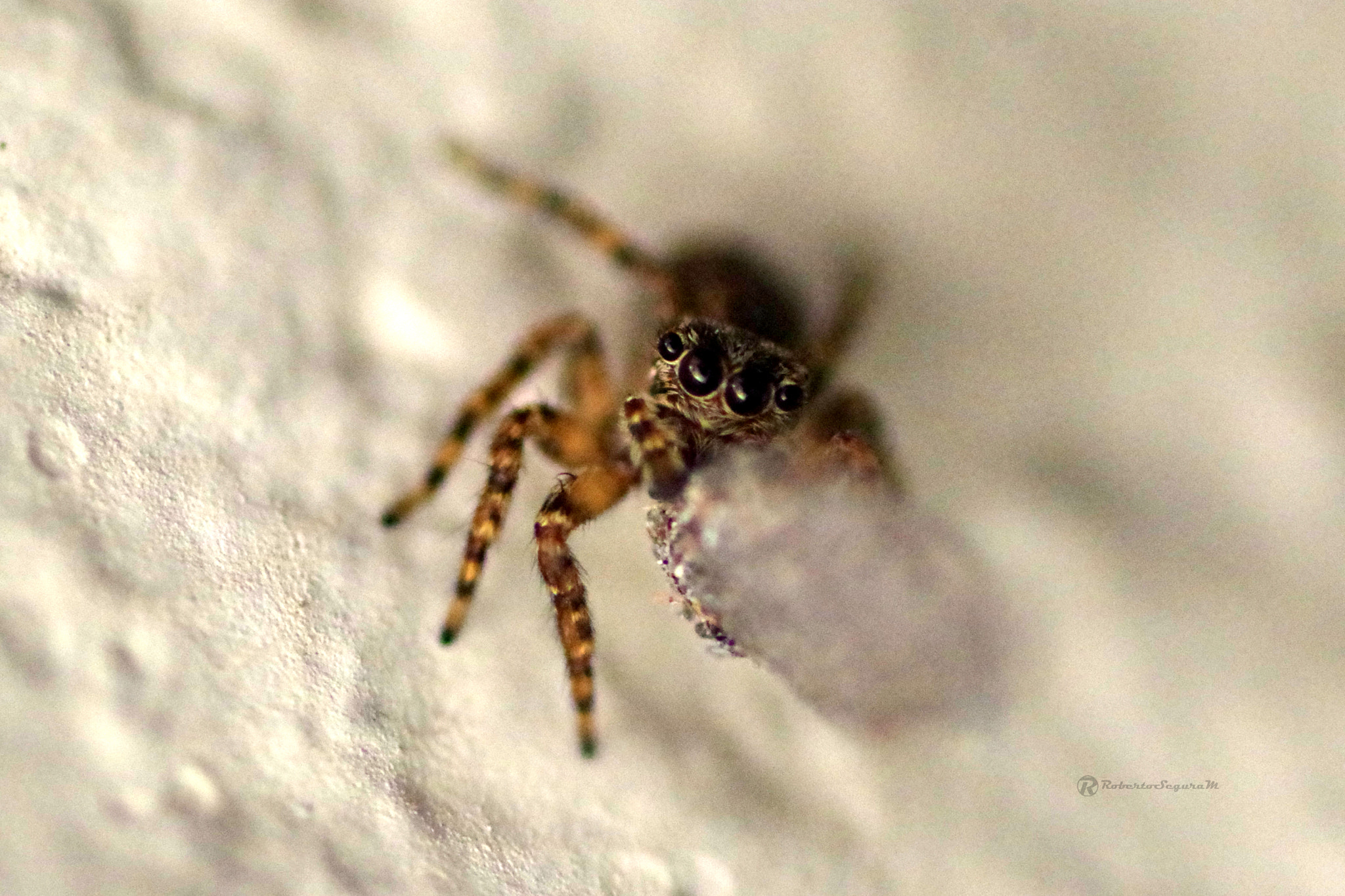 Pentax smc D-FA 100mm F2.8 Macro WR sample photo. 8 patas photography