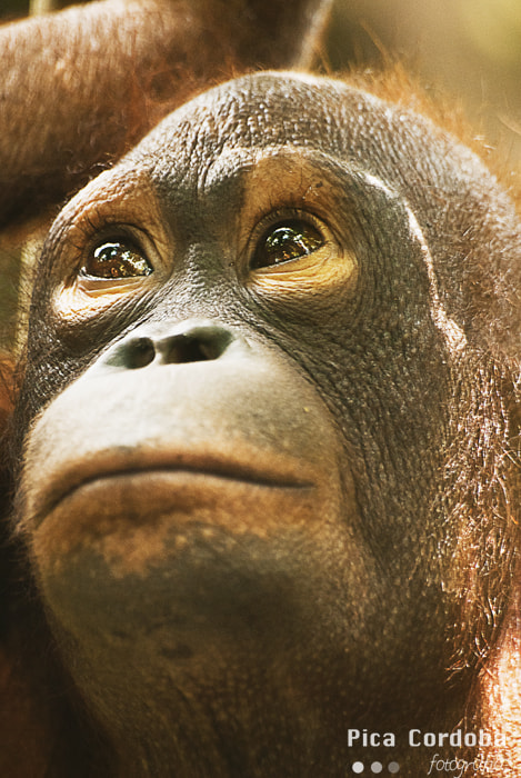 Sigma 70-300mm F4-5.6 APO DG Macro sample photo. Orangután photography