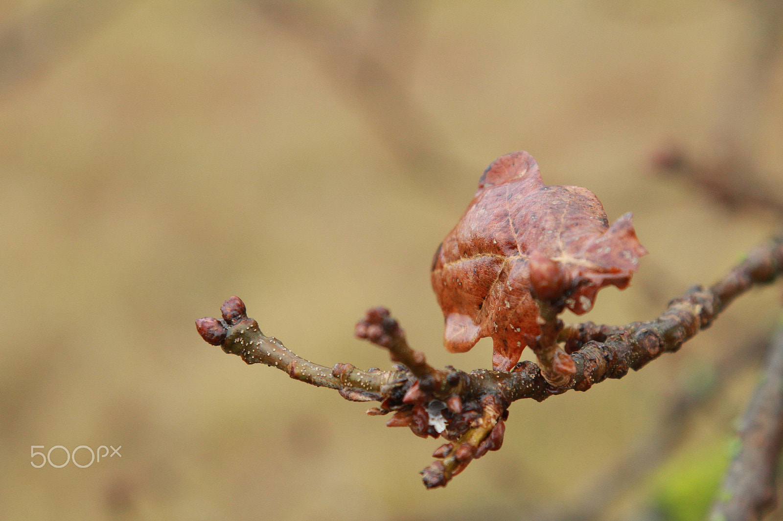 Canon EOS 1200D (EOS Rebel T5 / EOS Kiss X70 / EOS Hi) + Canon EF 24-105mm F4L IS USM sample photo. Brown leaf photography