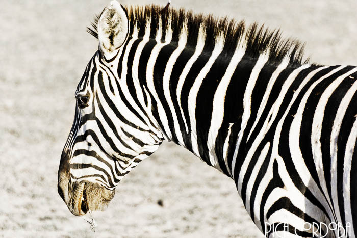 Sigma 70-300mm F4-5.6 APO DG Macro sample photo. Stripes photography