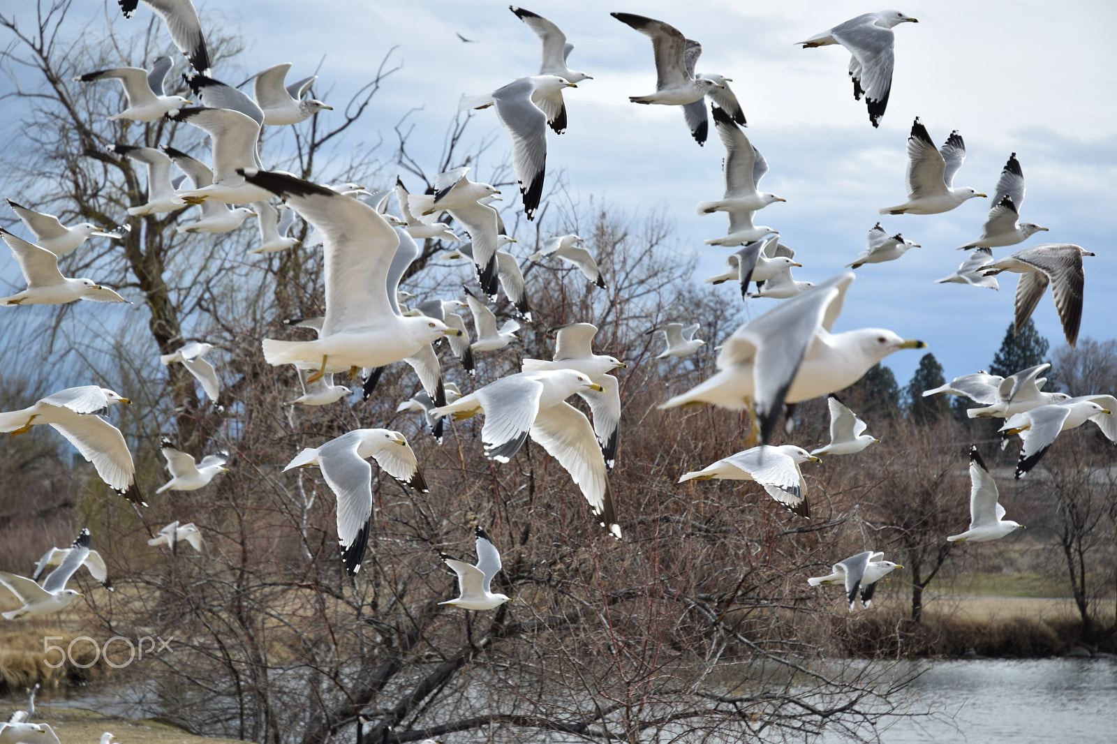 Nikon D3300 sample photo. Flock of gulls photography