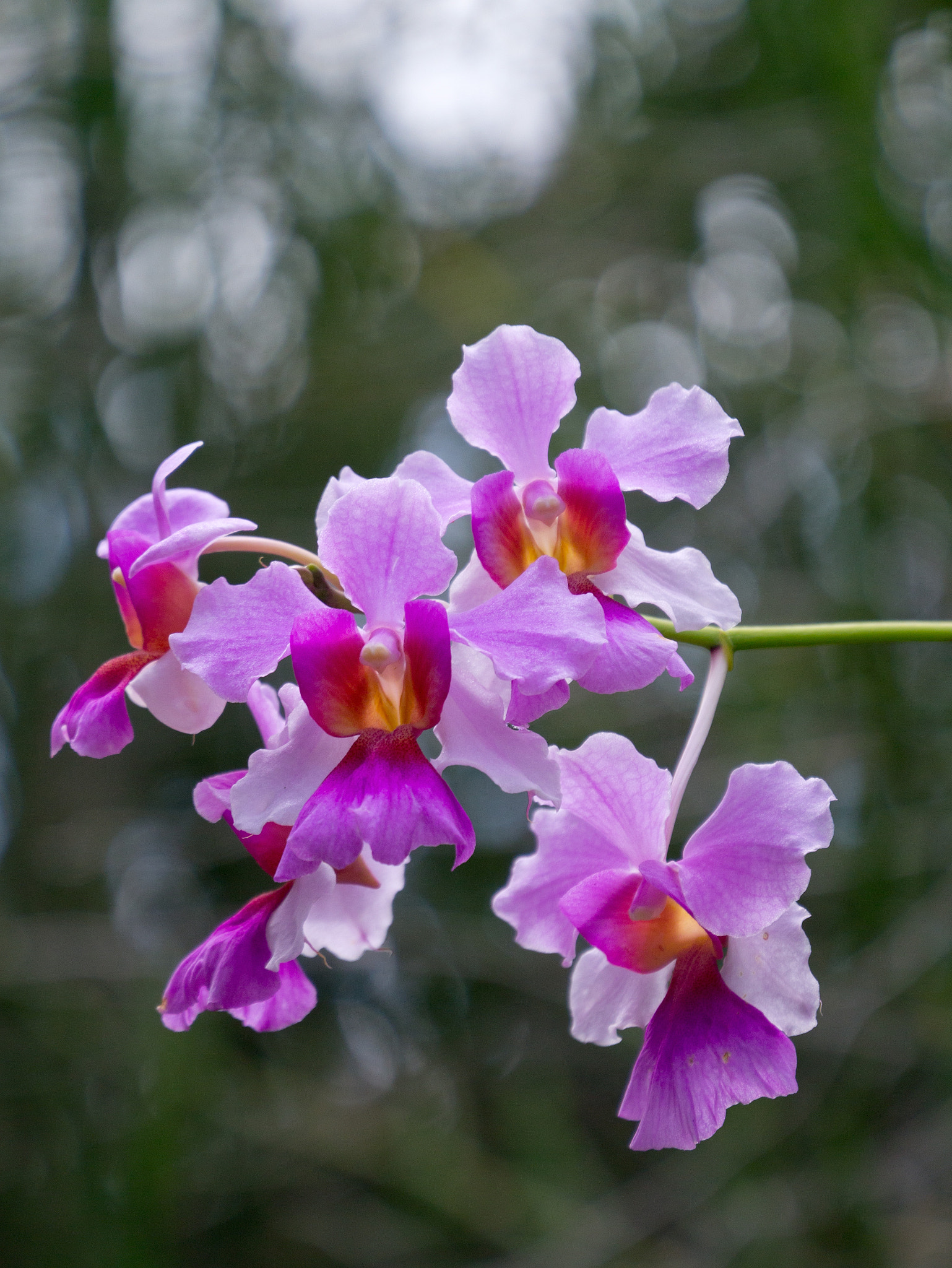 Panasonic Lumix DMC-GX1 + Panasonic Lumix G X Vario PZ 45-175mm F4.0-5.6 ASPH OIS sample photo. 蘭 - orchid photography