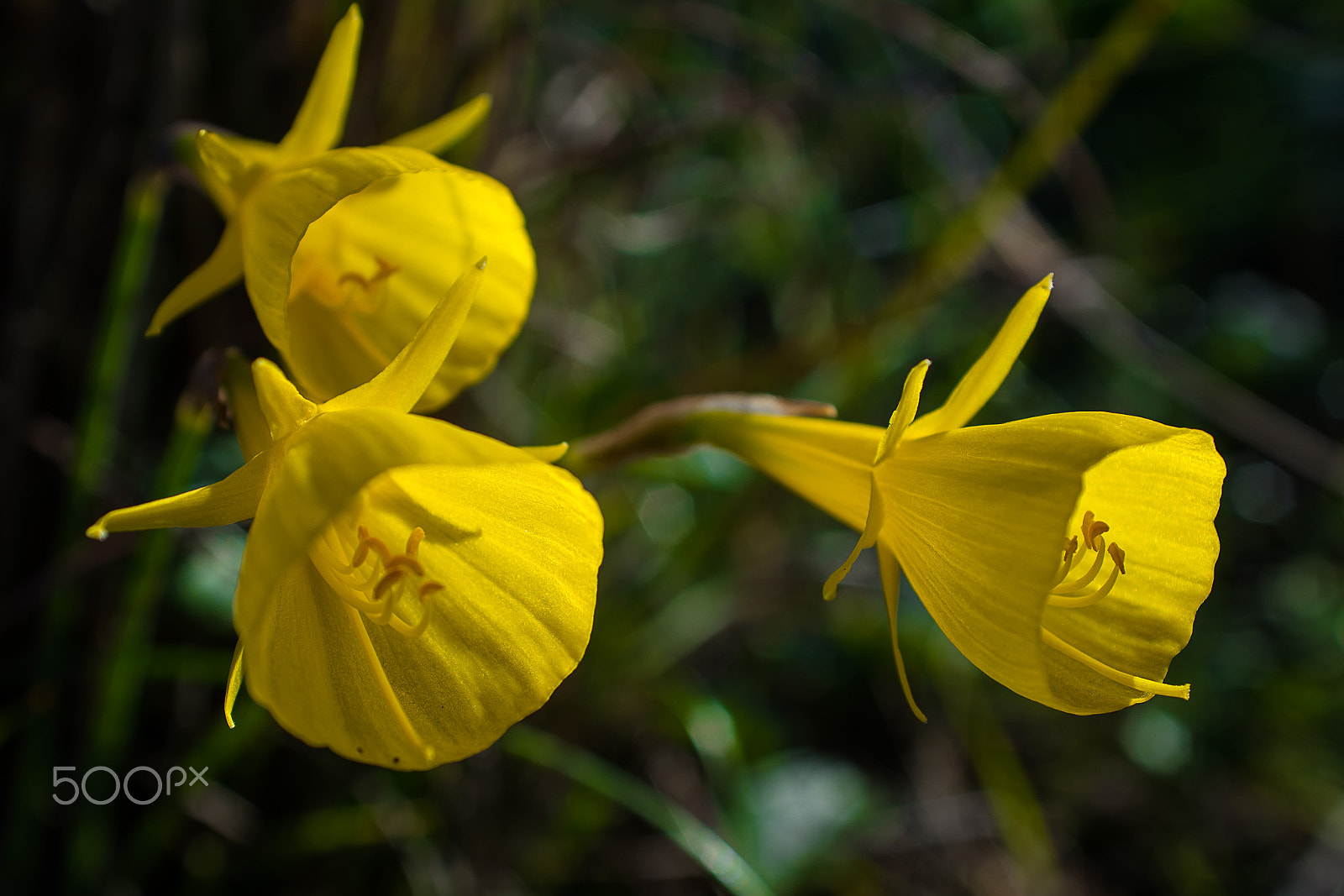 Nikon D7100 sample photo. Dark and yellow photography