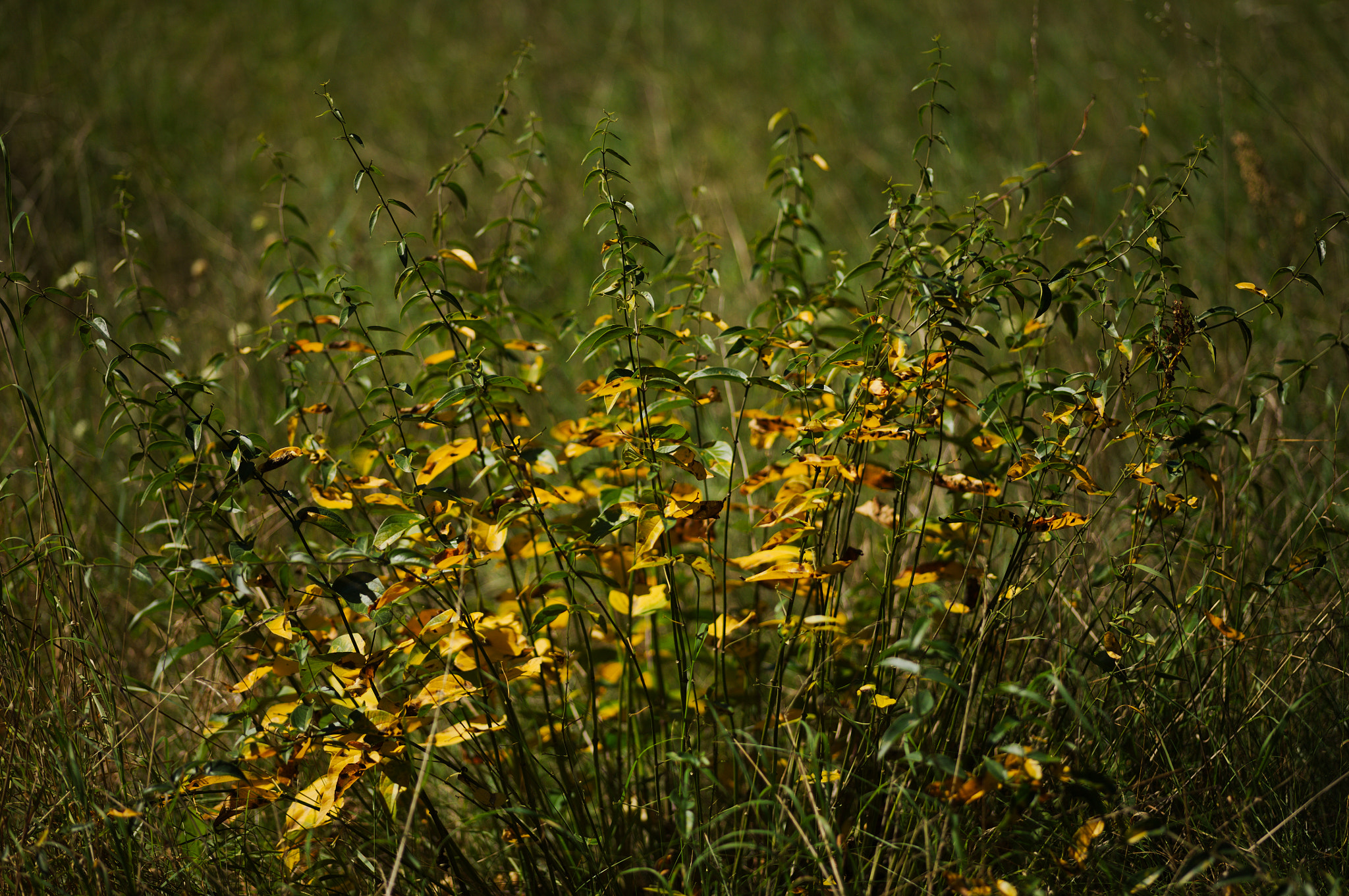 Canon EOS 5D + Sigma 105mm F2.8 EX DG Macro sample photo. Img_2390.jpg photography