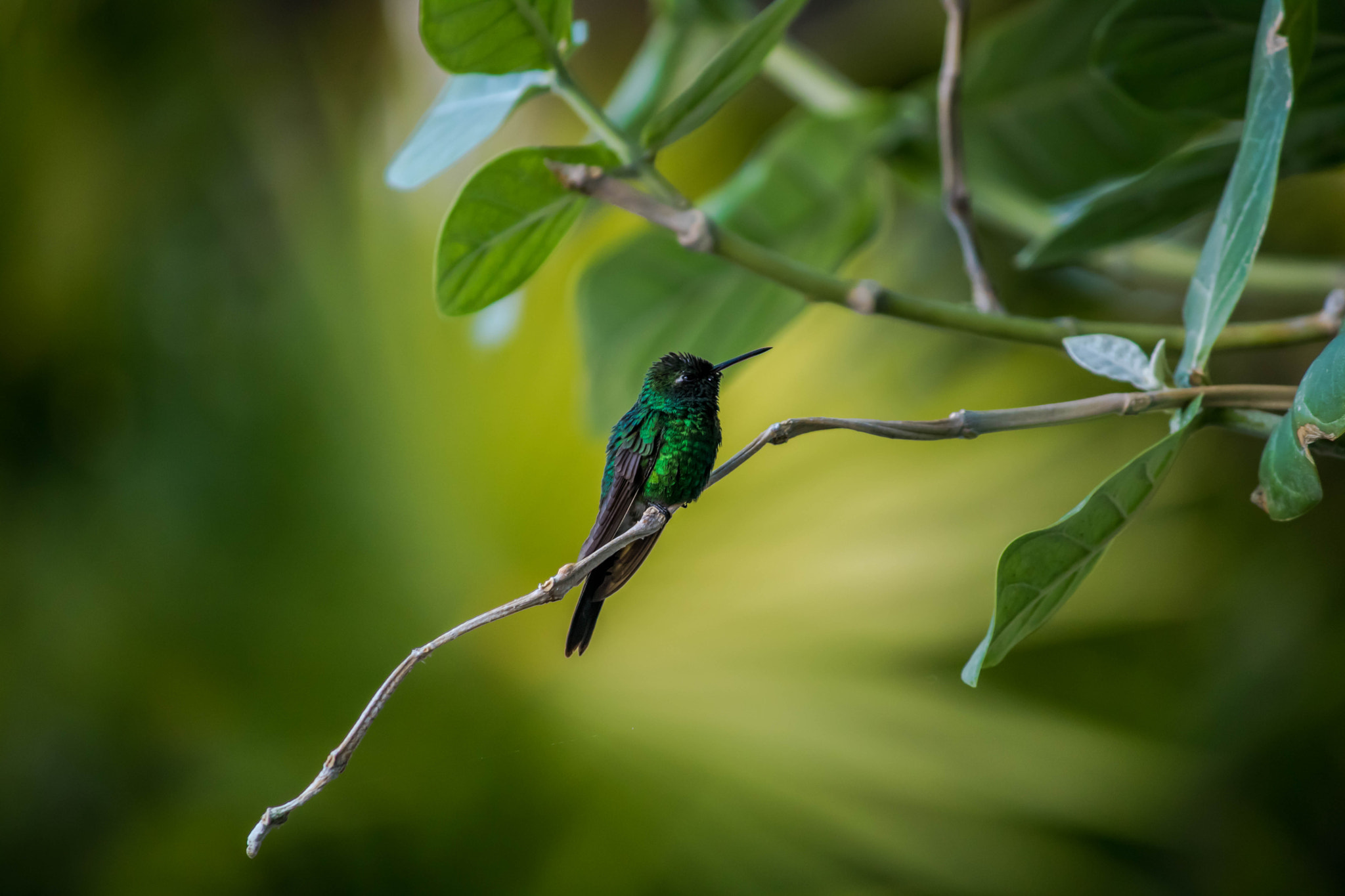 Canon EF-S 55-250mm F4-5.6 IS sample photo. Cuba photography