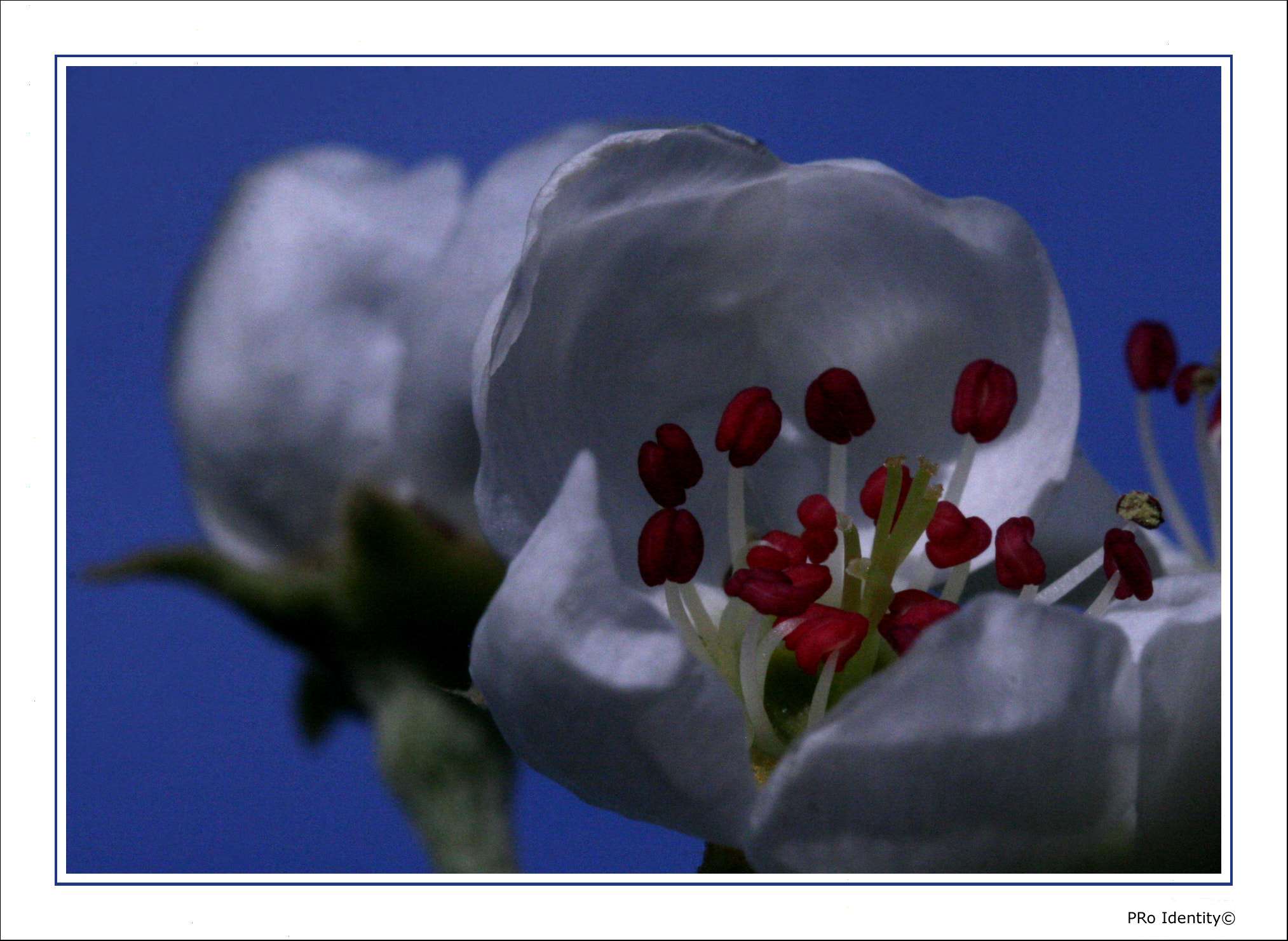 Canon EOS 30D + Canon EF-S 60mm F2.8 Macro USM sample photo. Blossom... photography