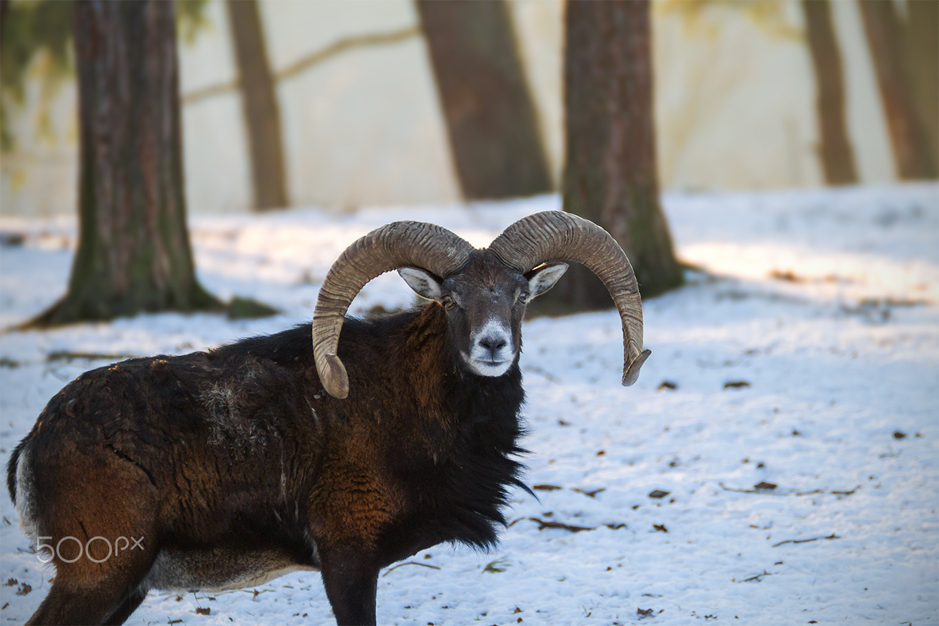 Tamron SP 35mm F1.8 Di VC USD sample photo. Wildlife photography