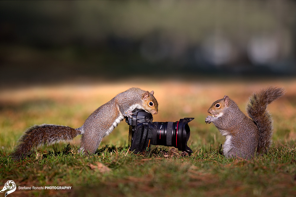 Canon EF 300mm F2.8L IS USM sample photo. Stand still ..... perfect photography