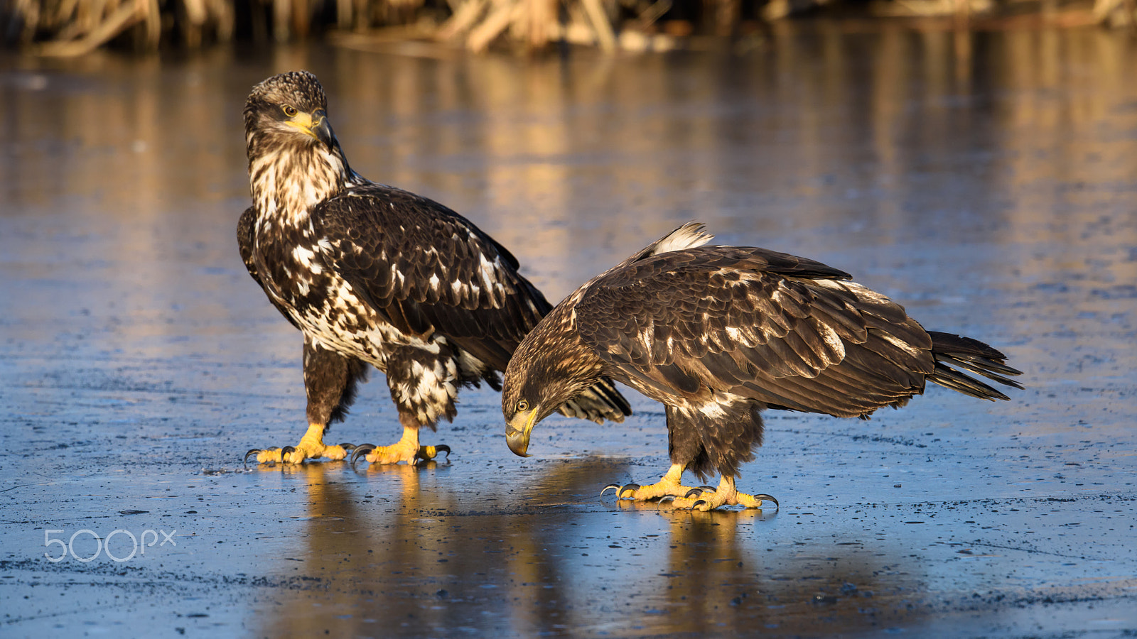 Nikon AF-S Nikkor 500mm F4E FL ED VR sample photo. Something under the ice photography
