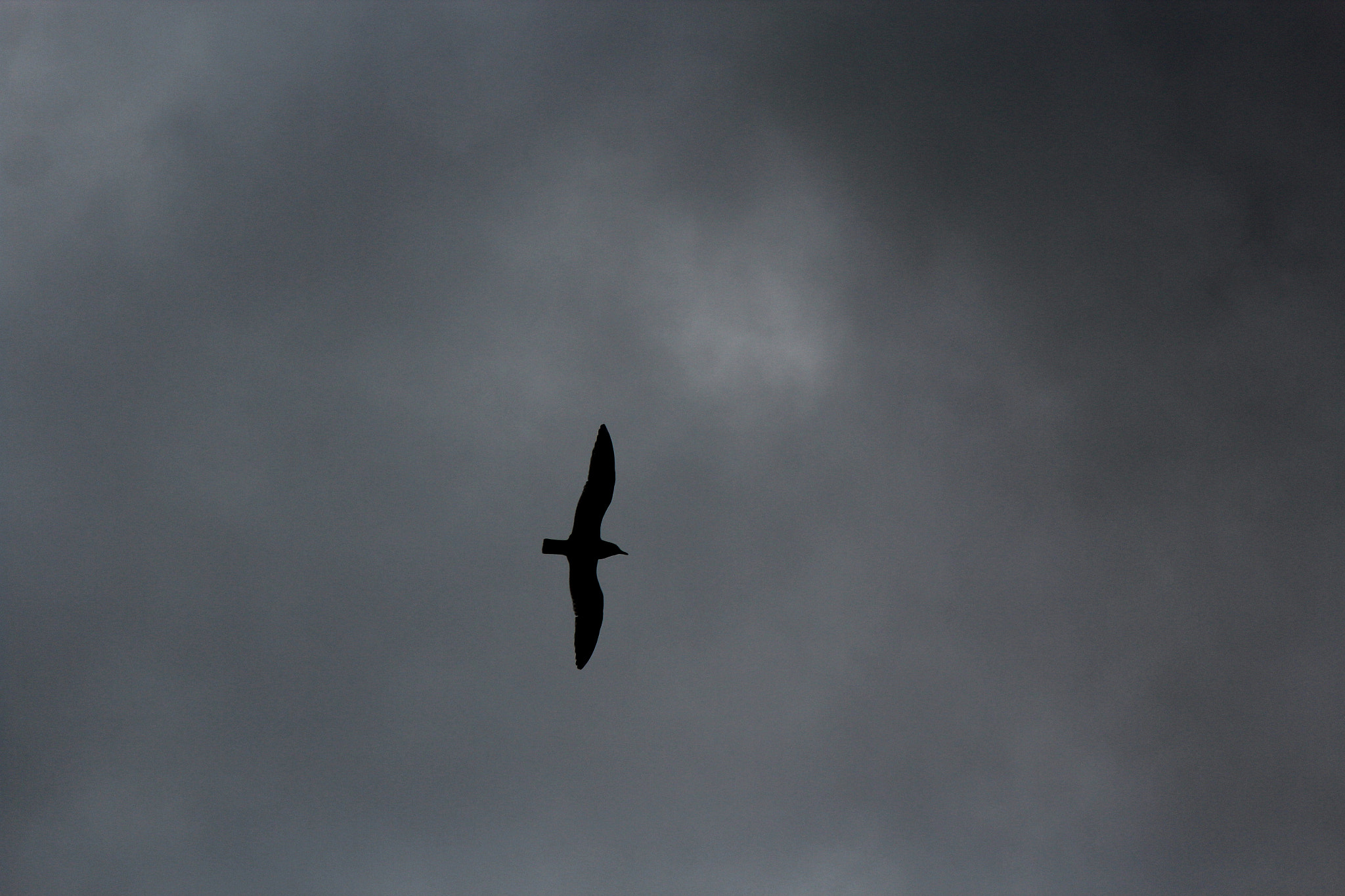 Canon EOS 600D (Rebel EOS T3i / EOS Kiss X5) sample photo. This seagull gracefully soars trough the gloomy cl ... photography
