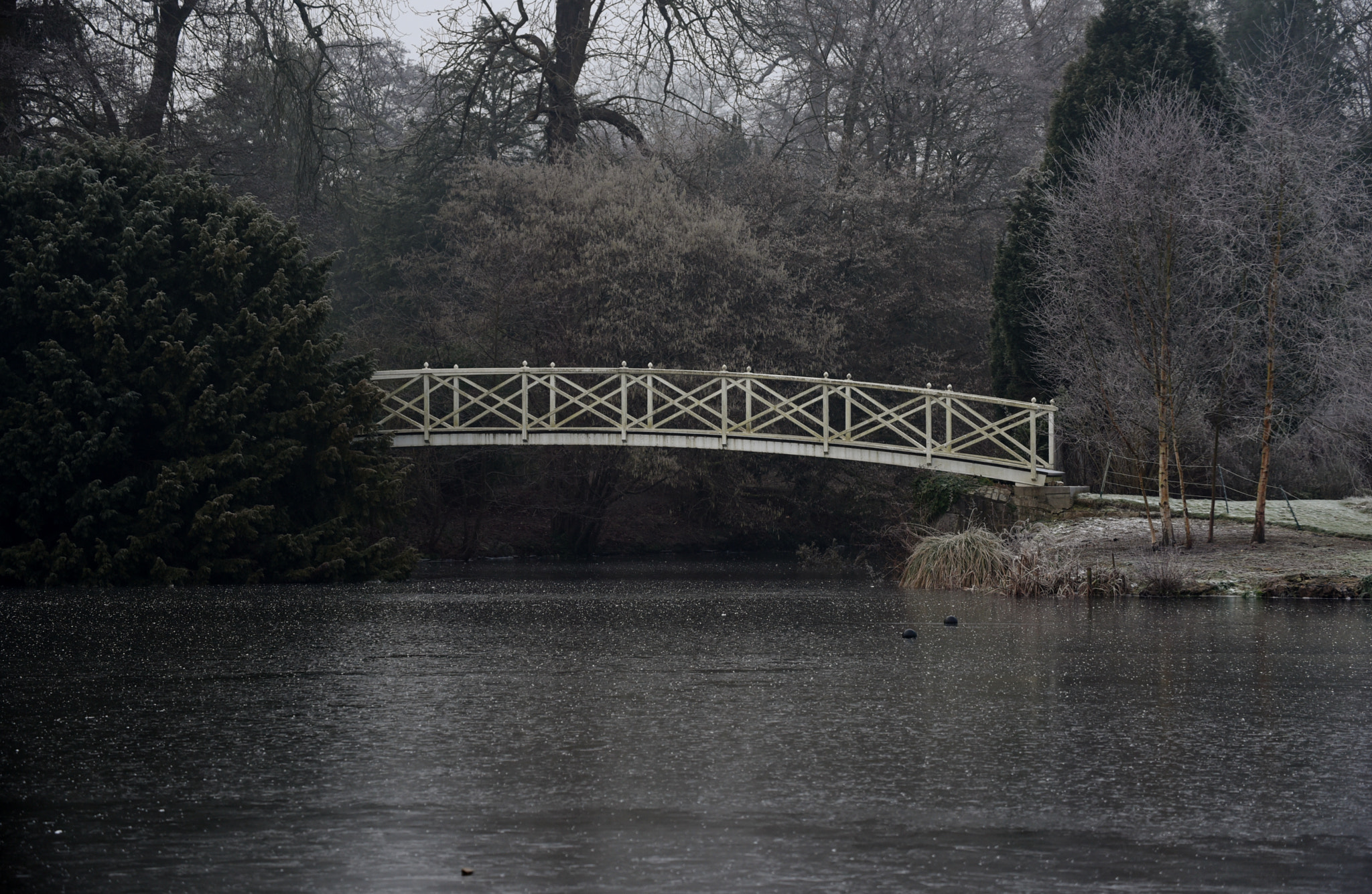 Nikon D750 sample photo. Virginia water 23 january 2017 019 photography